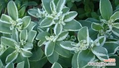 揭示变色木在风水学中的奥秘和正确摆放之道 以变色木的风水寓意与摆放位置