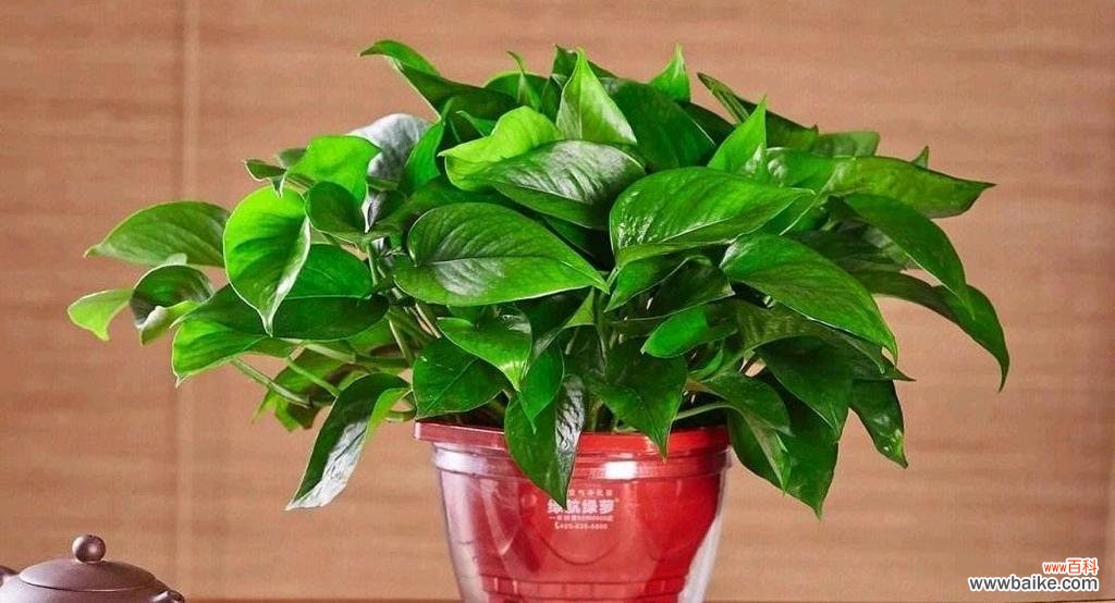 绿萝的花语有多简单?