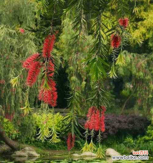 中柳的花语是什么？它象征着什么？