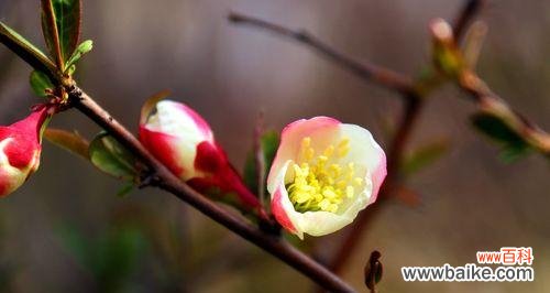 中柳的花语是什么？它象征着什么？