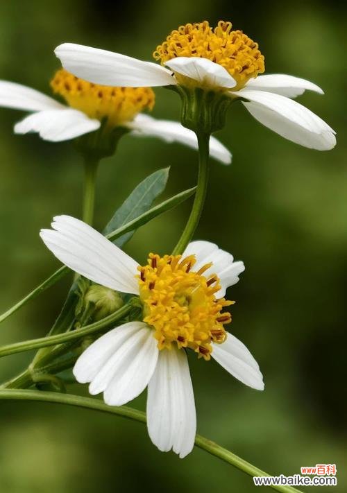 鬼针草的花语代表了什么？