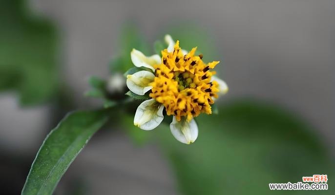 鬼针草的花语代表了什么？