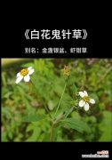 鬼针草的花语代表了什么？