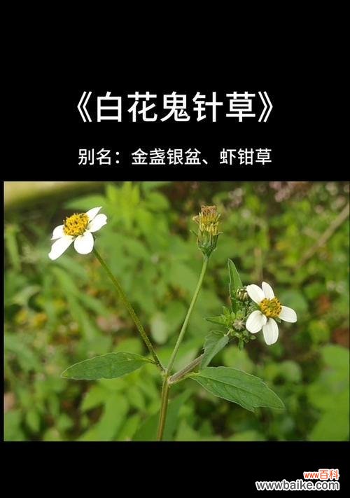 鬼针草的花语代表了什么？