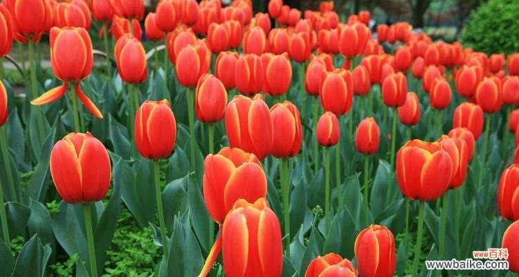 热门春天的花语是什么?春天的花卉有哪些寓意?