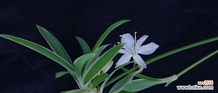 哪种花象征财富和好运?发财花语有哪些?