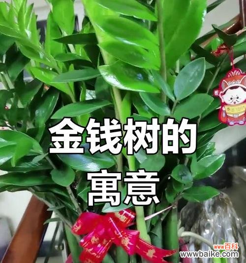 哪种花象征财富和好运?发财花语有哪些?