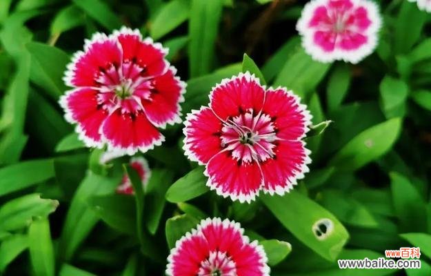 石竹香的花语是什么花呢？寓意理想的爱情的花语又是什么？