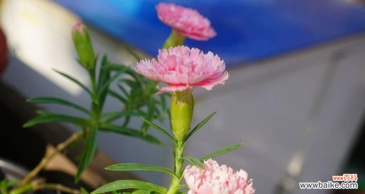 石竹香的花语是什么花呢？寓意理想的爱情的花语又是什么？