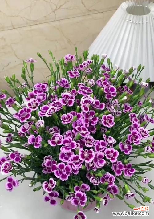 石竹香的花语是什么花呢？寓意理想的爱情的花语又是什么？