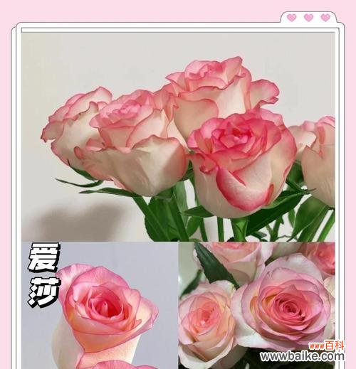 橘红色玫瑰的花语有何特别之处?