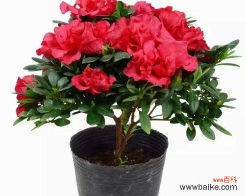 杜鹃花的花语包含哪些内容？