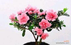 杜鹃花的花语包含哪些内容？