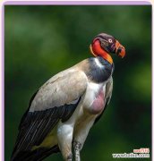 灵鹫花的花语含义是什么？灵鹫花代表了哪些寓意？