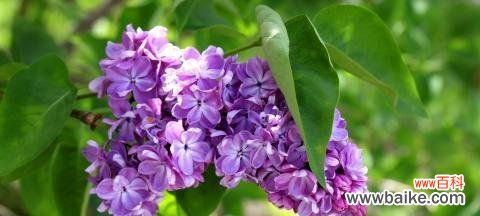 高安这个地名有什么特别的花语?