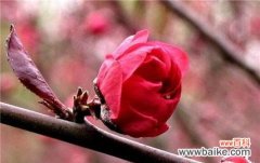 桃花的花语代表了什么情感？