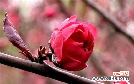 桃花的花语代表了什么情感?