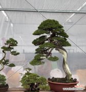 馨子的花语是什么？哪种花代表馨子？