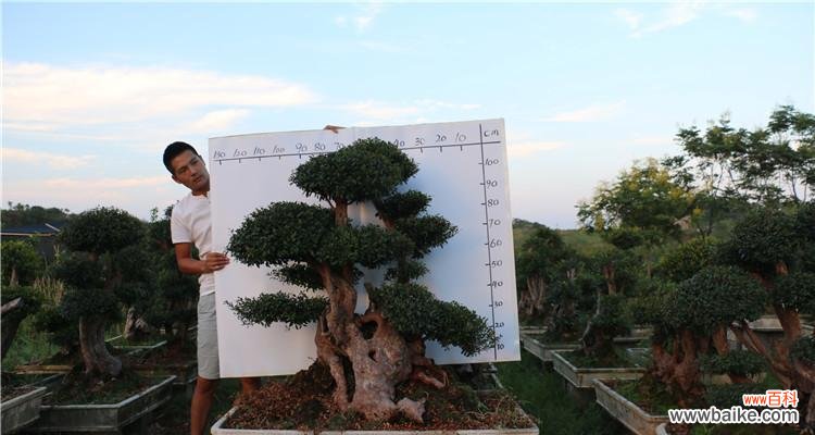 馨子的花语是什么？哪种花代表馨子？