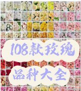 塑料玫瑰花颜色的花语有哪些？