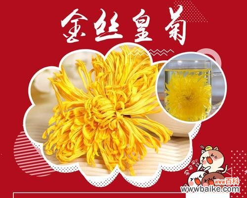 皇菊的花语有哪些含义?