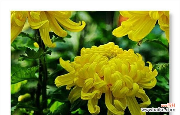 皇菊的花语有哪些含义?