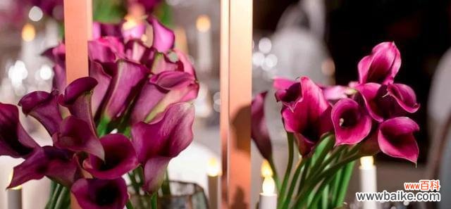 用花语向世界传递坚强与热情 红色马蹄莲花语