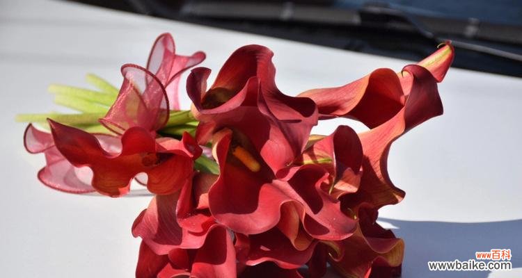 用花语向世界传递坚强与热情 红色马蹄莲花语