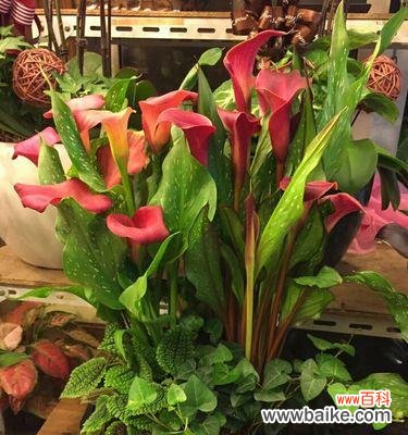 探索红色马蹄莲的代表寓意与文化价值 红色马蹄莲的美丽与象征意义