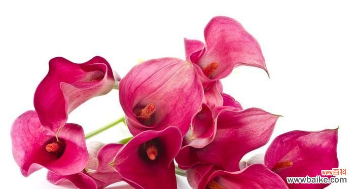 探索红色马蹄莲的代表寓意与文化价值 红色马蹄莲的美丽与象征意义