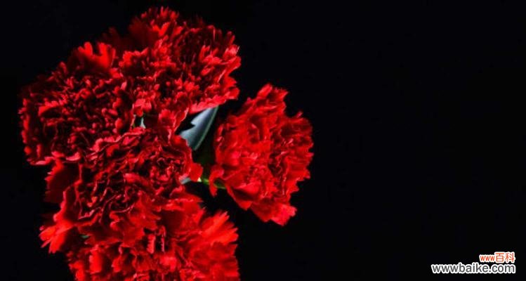 传递爱与热情的花朵，红色康乃馨的魅力 红色康乃馨花语与寓意