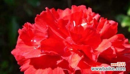 传递爱与热情的花朵，红色康乃馨的魅力 红色康乃馨花语与寓意