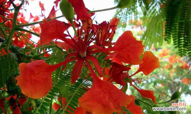 探寻红色曼陀罗花的美丽与意义 红色曼陀罗花语