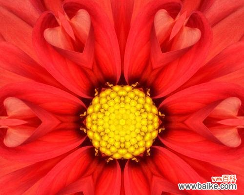 探寻红色曼陀罗花的美丽与意义 红色曼陀罗花语