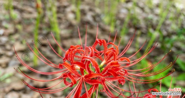 探寻红色曼陀罗花的美丽与意义 红色曼陀罗花语