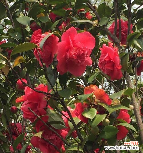 揭开红色山茶花背后的情感世界,用花语传递爱的力量 红色山茶花的花语