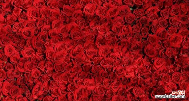 红色玫瑰如火般的情感,传递爱与热情的力量 红色玫瑰的花语与寓意——爱与热情的象征
