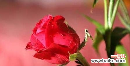 红色玫瑰如火般的情感,传递爱与热情的力量 红色玫瑰的花语与寓意——爱与热情的象征