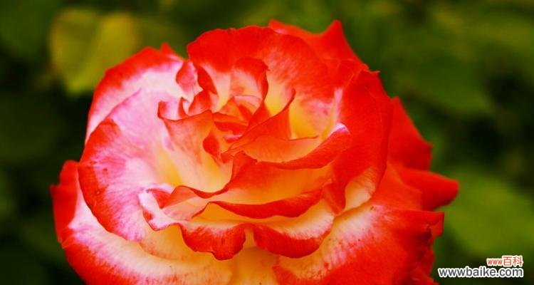 揭秘红色月季的花语与象征意义 红色月季花语