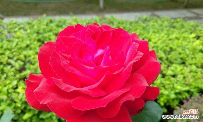 揭秘红色月季的花语与象征意义 红色月季花语