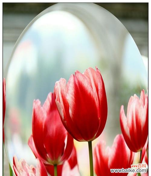 花开如火,情意绵绵,红色郁金香引发的热烈情感 红色郁金香花语