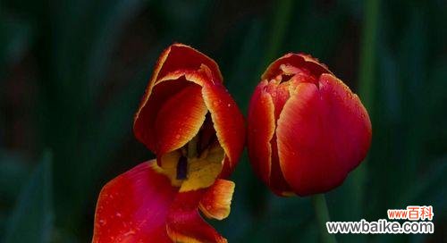 花开如火,情意绵绵,红色郁金香引发的热烈情感 红色郁金香花语