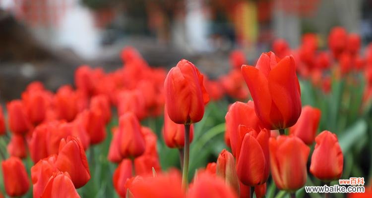 用红色郁金香传达你的热情与爱情 红色郁金香的花语