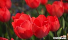 用红色郁金香传达你的热情与爱情 红色郁金香的花语
