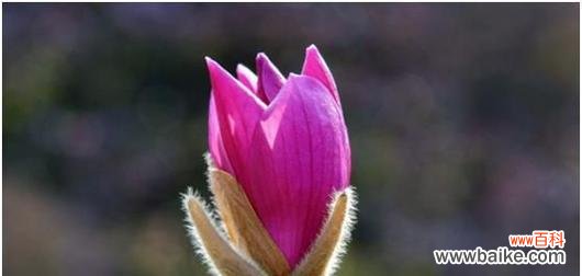 红玉兰花花语的深刻寓意及生活中的应用 红玉兰花