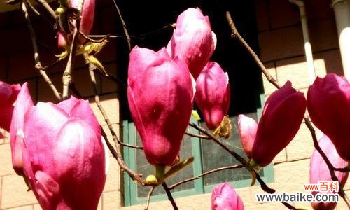 红玉兰花花语的深刻寓意及生活中的应用 红玉兰花