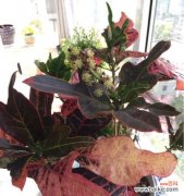 从不开花到绽放生机-植物中的意外惊喜 以变叶木开花的奇迹