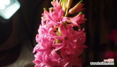 浪漫与真情相伴 花语传情