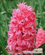 忏悔的花语 花朵的忏悔