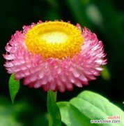 以花语寄托憧憬 憧憬之花，绽放希望